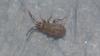 Peritrechus sp.